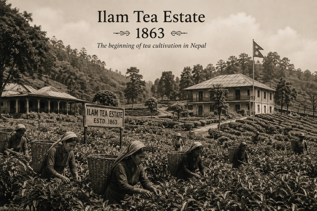 Historic Ilam tea estate in Nepal