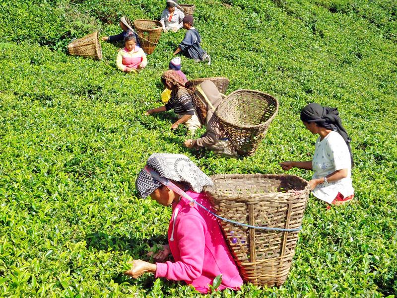 Nepal tea garden with workers harvesting tea leaves