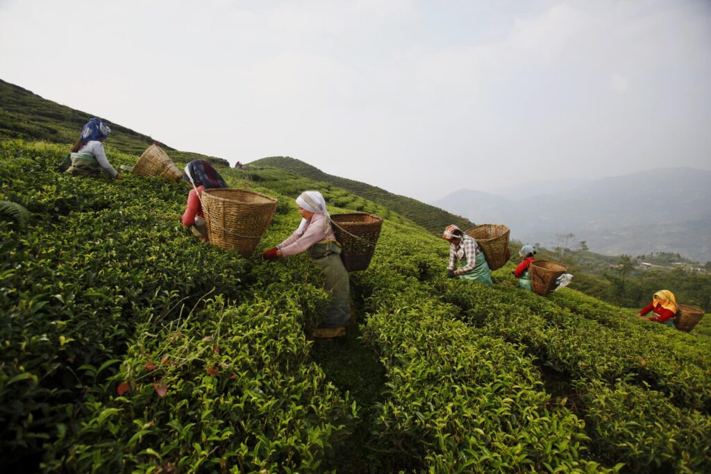 Tea workers harvesting leaves in Ilam, Nepal