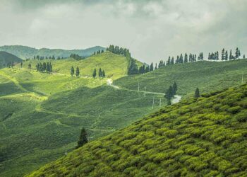 Ilam tea gardens in eastern Nepal