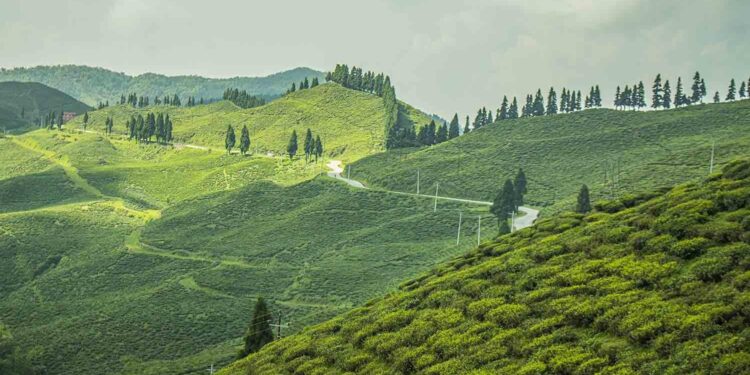 Ilam tea gardens in eastern Nepal