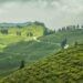 Ilam tea gardens in eastern Nepal