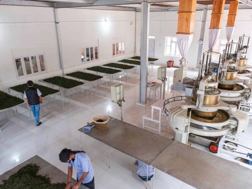 Orthodox tea leaves being processed in Nepal