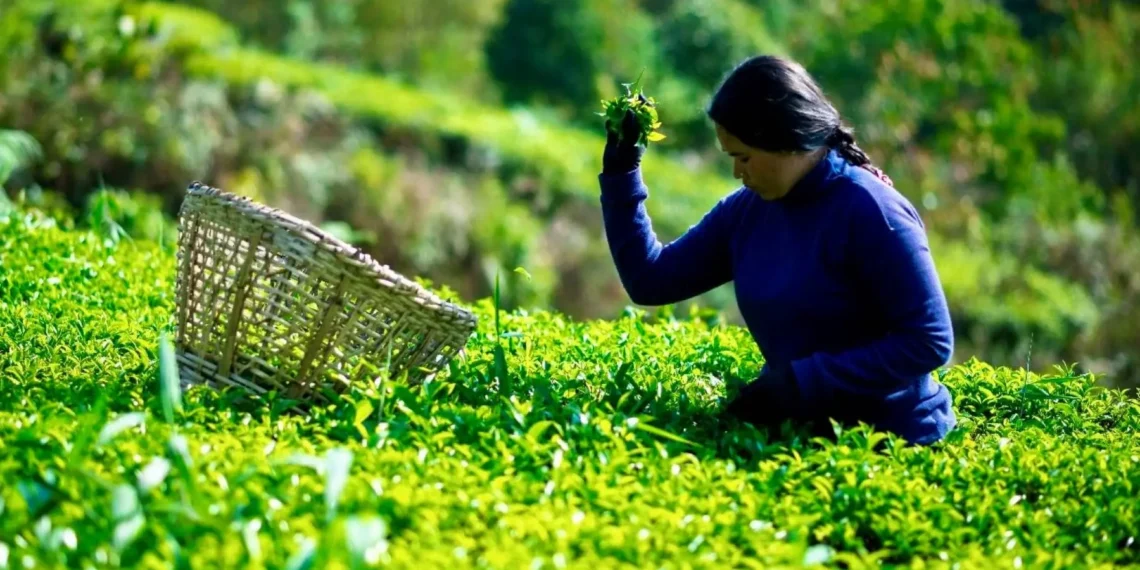 Organic tea garden in the hills of Nepal