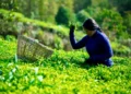 Organic tea garden in the hills of Nepal