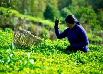 Organic tea garden in the hills of Nepal