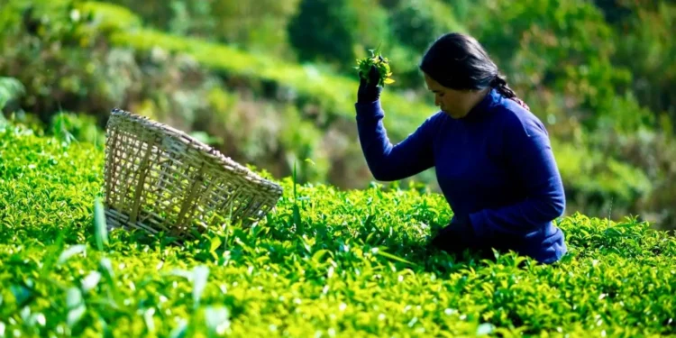 Organic tea garden in the hills of Nepal