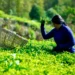 Organic tea garden in the hills of Nepal