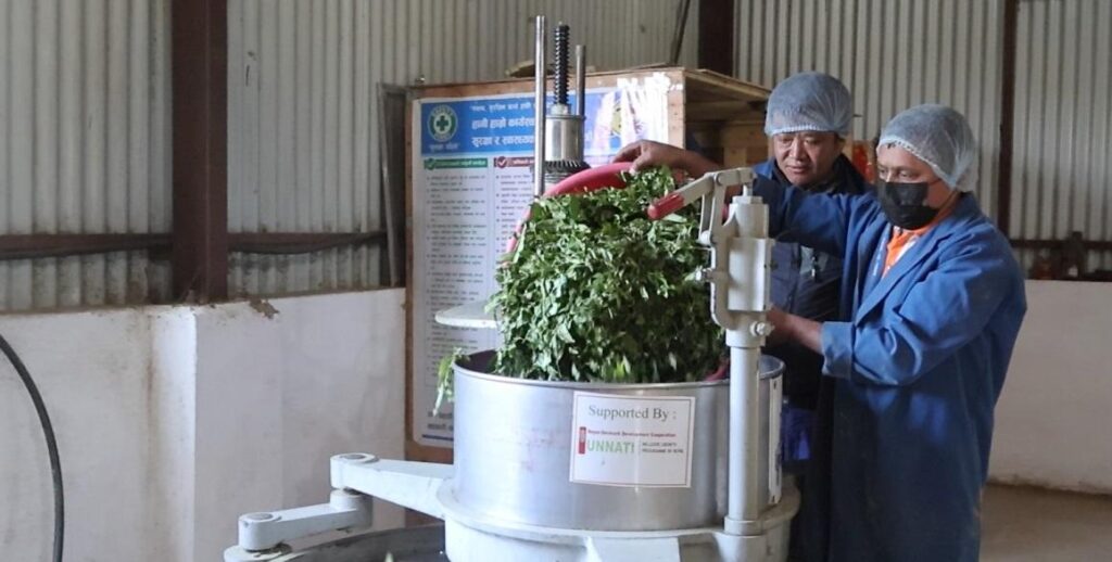 Organic tea in Nepal being processed at a tea facility