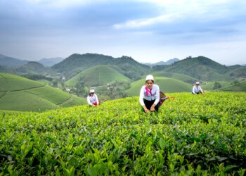 Tea gardens across the green hills of Ilam, Nepal