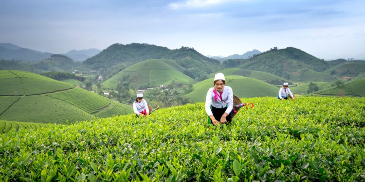 Tea gardens across the green hills of Ilam, Nepal