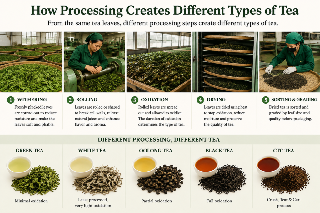 Tea leaves being processed to produce different types of tea in Nepal