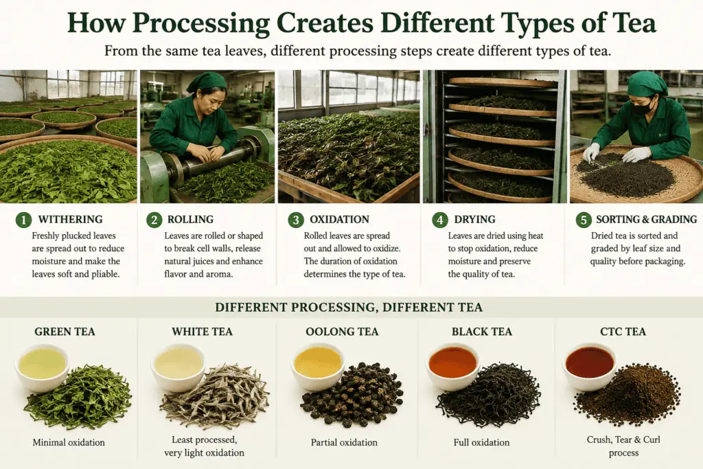 Tea leaves being processed to produce different types of tea in Nepal