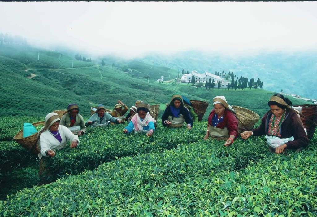 Tea gardens in the hills of Nepal
